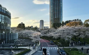 六本木の桜とDIOR ADDICT FACTORY